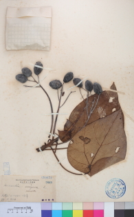 Specimen thumbnail
